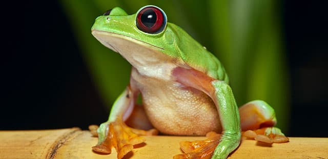 21 Examples of Eating Your Frog